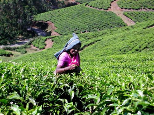 桂花红茶中的红茶是什么茶,世界上的红茶是什么茶