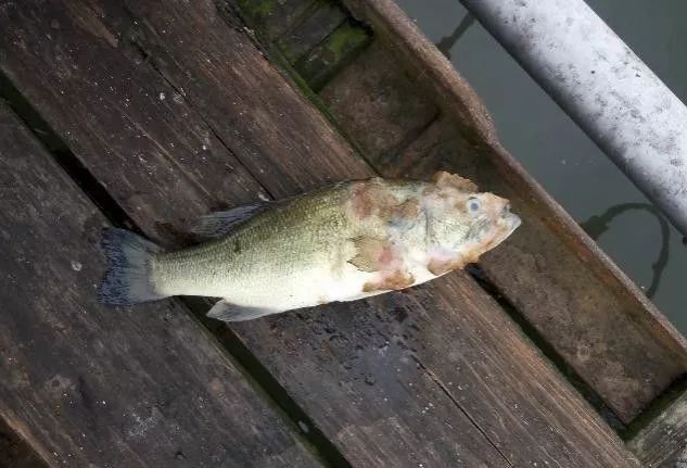 鱼类生病症状图片,天气热鱼塘死鱼是什么原因造成的