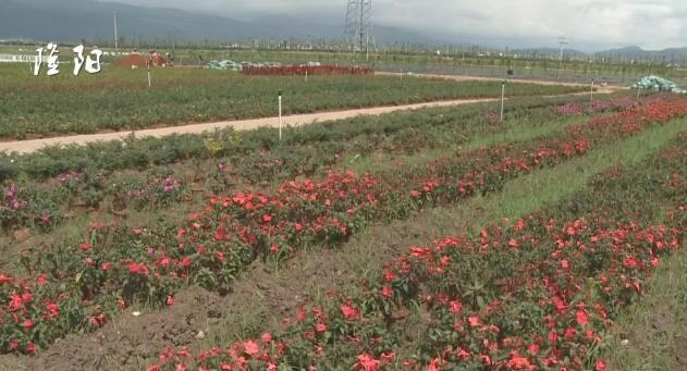 农业观光生态园发展前景,隆阳区金鸡万亩观光生态园地址