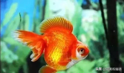 祝大家新年快乐年年有锦鲤,祝大家新年大吉年年有鱼