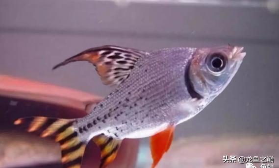 龙鱼喜欢打架,龙鱼混养虎鱼打架