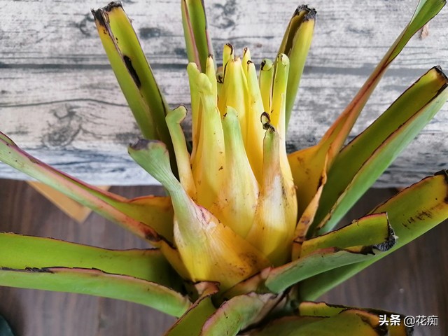 哪种莲花好看适合家里养,家庭适合养的莲花