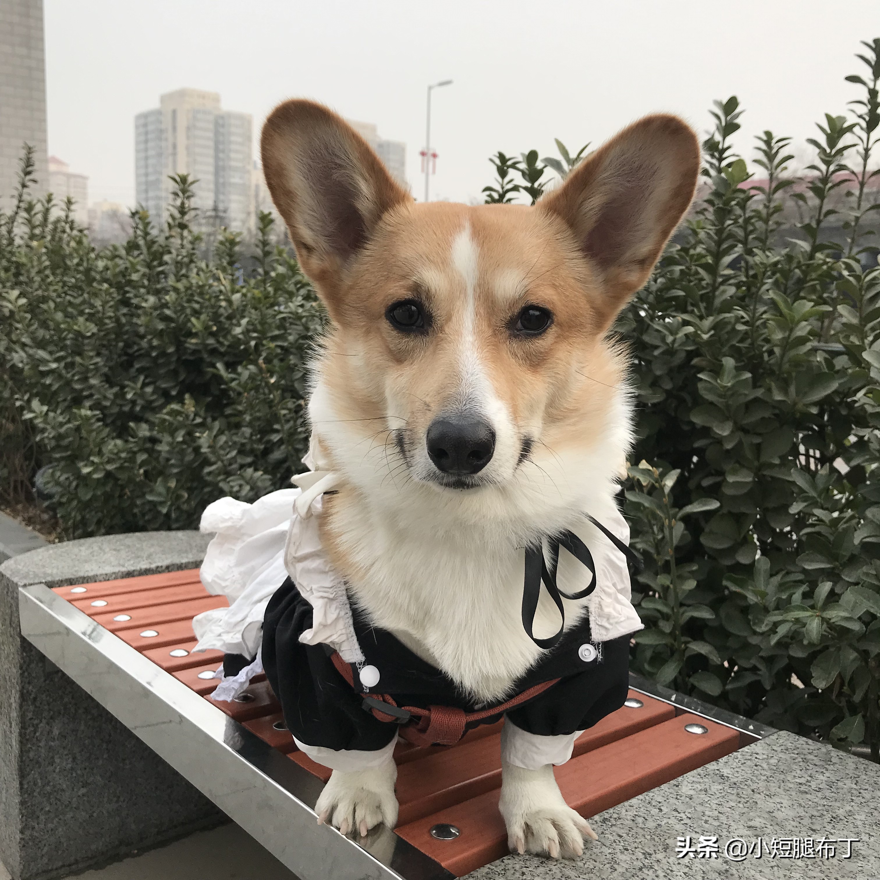 狗狗在家乱尿如何去味小妙招,狗狗一直乱尿怎么办