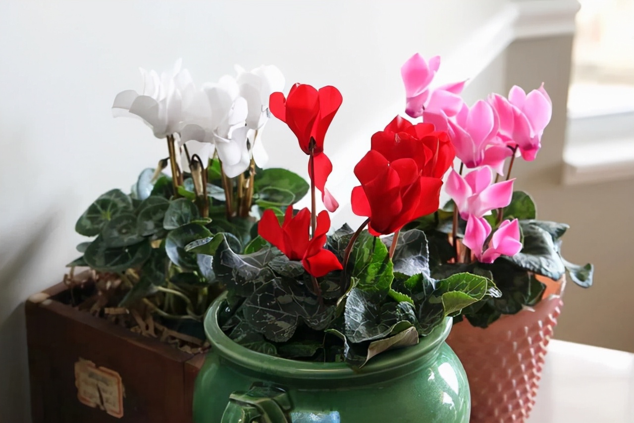 10月以后养什么花,这几种花省心省力养花新手看过来