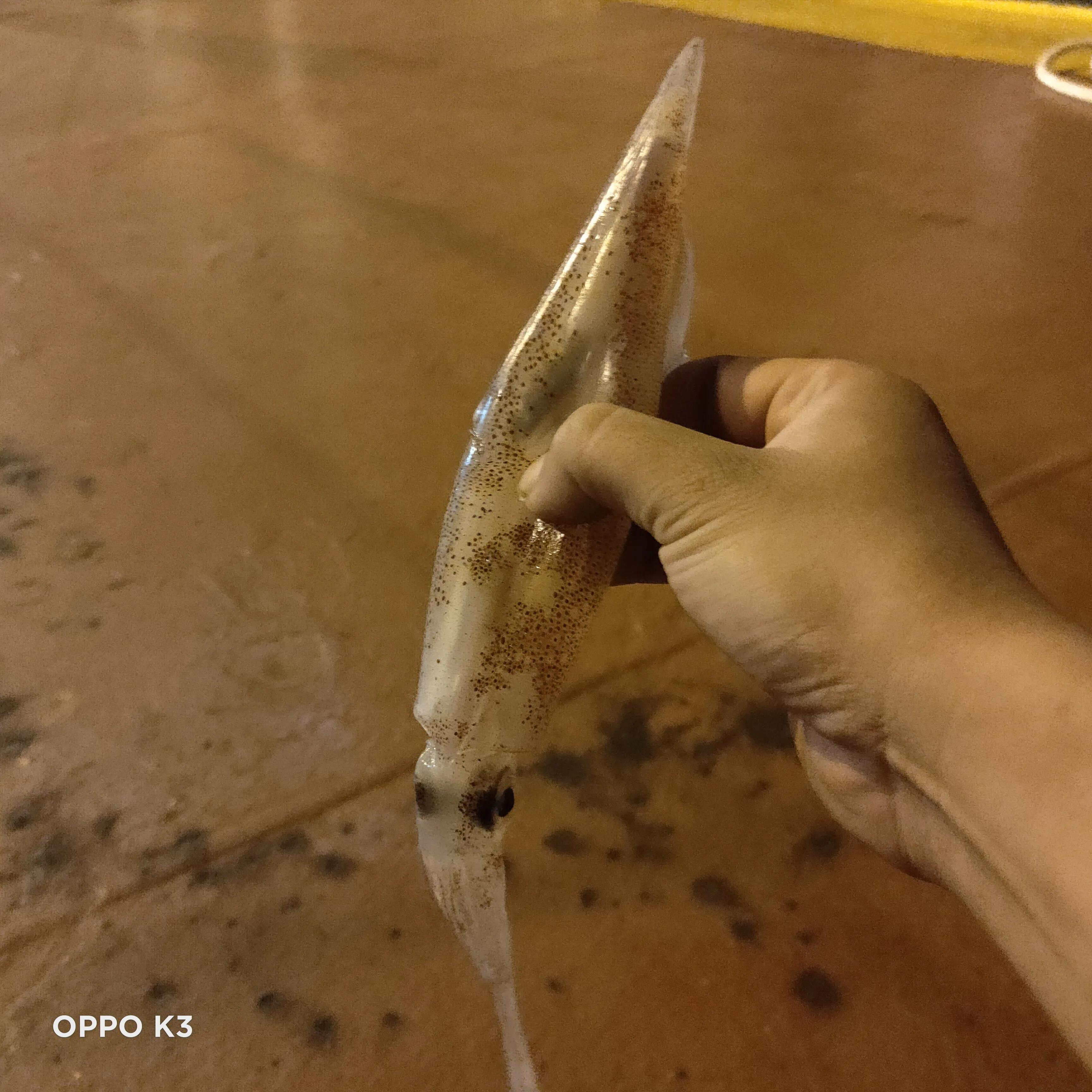 船员这些年踩过的中介的坑