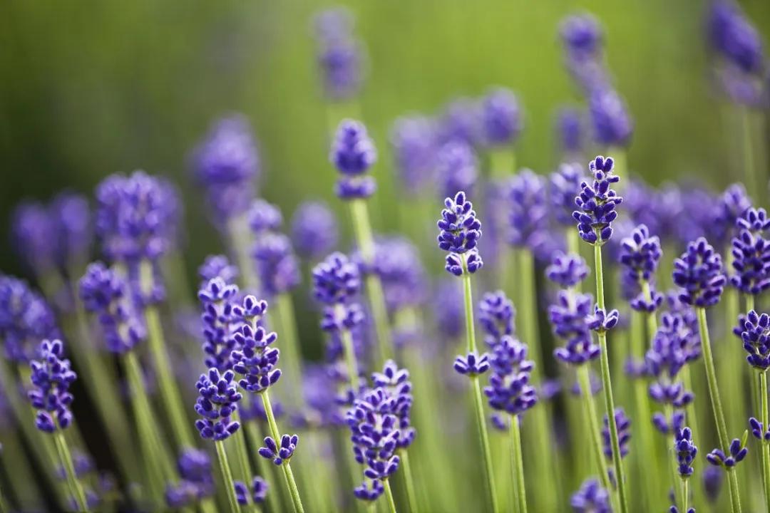 美哭了天津薰衣草花海盛放,美cry