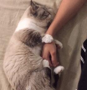 你知道猫咪的一天是如何度过的吗,主人不在家猫咪为什么一直在睡觉