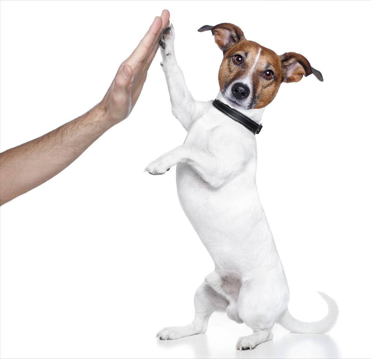 教狗秘籍,技巧训狗