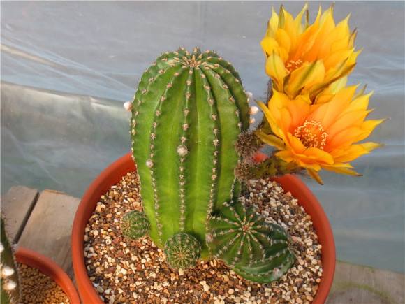 101仙人球,101个仙人球品种