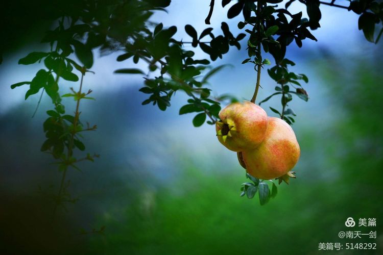 石榴一般几月份熟,石榴怎么判断熟了