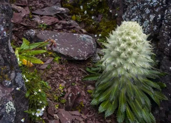 它被称是“麦朵刚拉”，因为张的像兔子，被卖到了黄金一样的价格