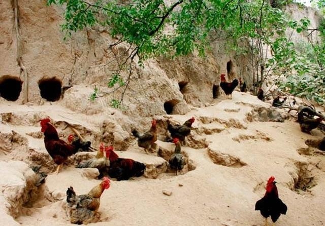 散养100只土鸡下蛋后怎么做不吵,10只散养土鸡下蛋时需要几个窝
