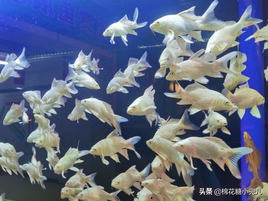 北京盆栽花卉批发市场,北京众兴花卉批发市场