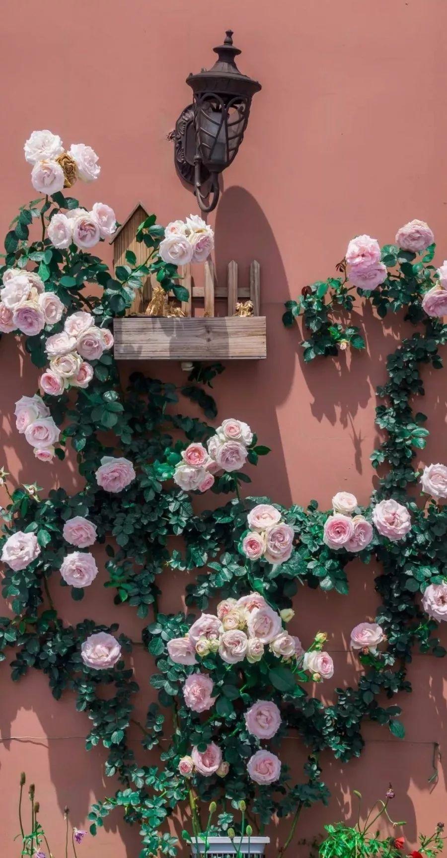 槽糕，是心动的感觉！这个神秘花谷正在悄然绽放！走，去拍照～