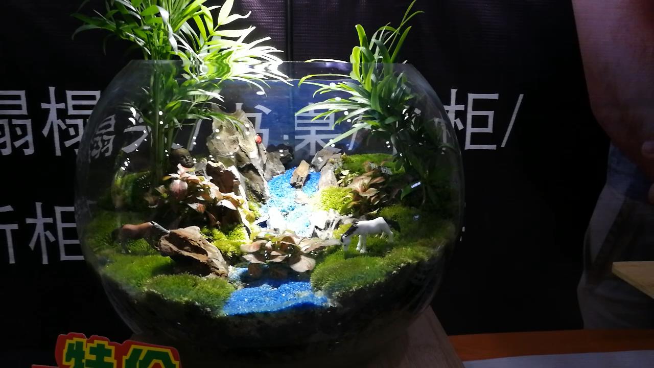 参观新开的草缸店，才开了1个月，邯郸兄弟，从玩家变老板