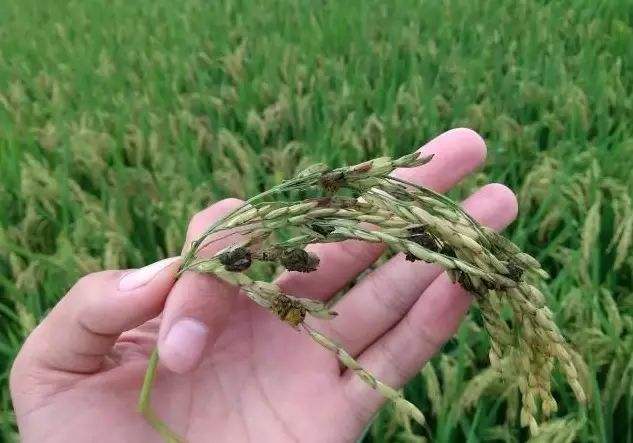 水稻抽穗后要注意这2种病，防止出现黑粒和白穗，防治时期最关键