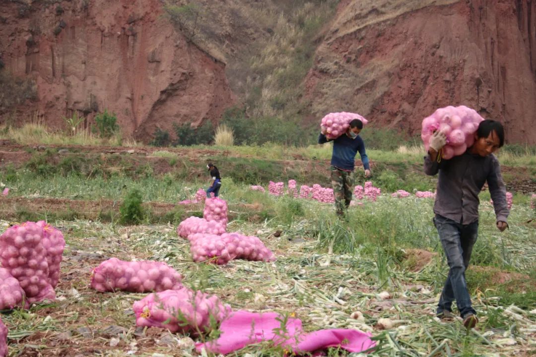 黄皮洋葱批发,黄皮洋葱今日报价
