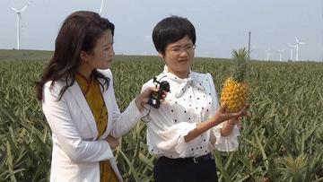 鑿犺悵鑿犺悵鑿犺悵鑿犺悵鑿犺悵,寰愰椈鑿犺悵浜戝崡鑿犺悵娴峰崡鑿犺悵鍖哄埆