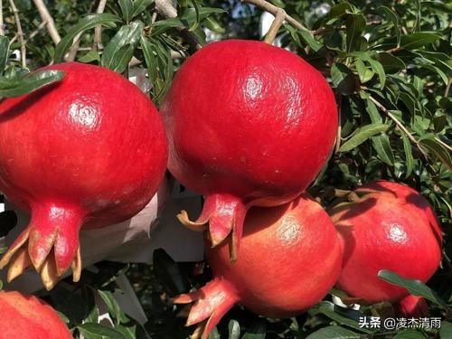 中国水果之乡,宾川水果之乡