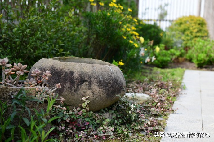 上海洋水仙,上海璞素上居民宿抖音团购