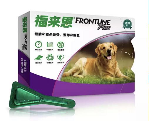 怎么养好一只萨摩耶新手,熊版萨摩耶适合新手养吗