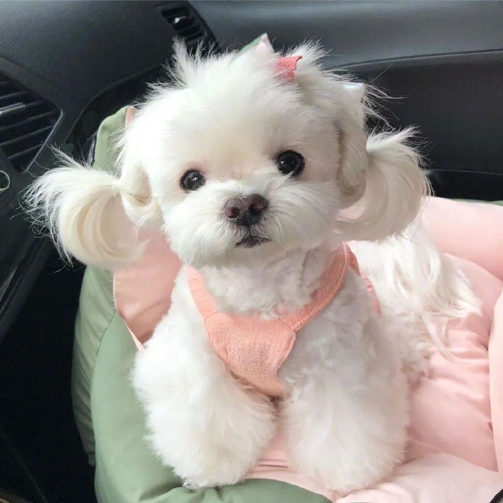 什么狗适合陪孩子长大不掉毛好养,有不会掉毛的狗子