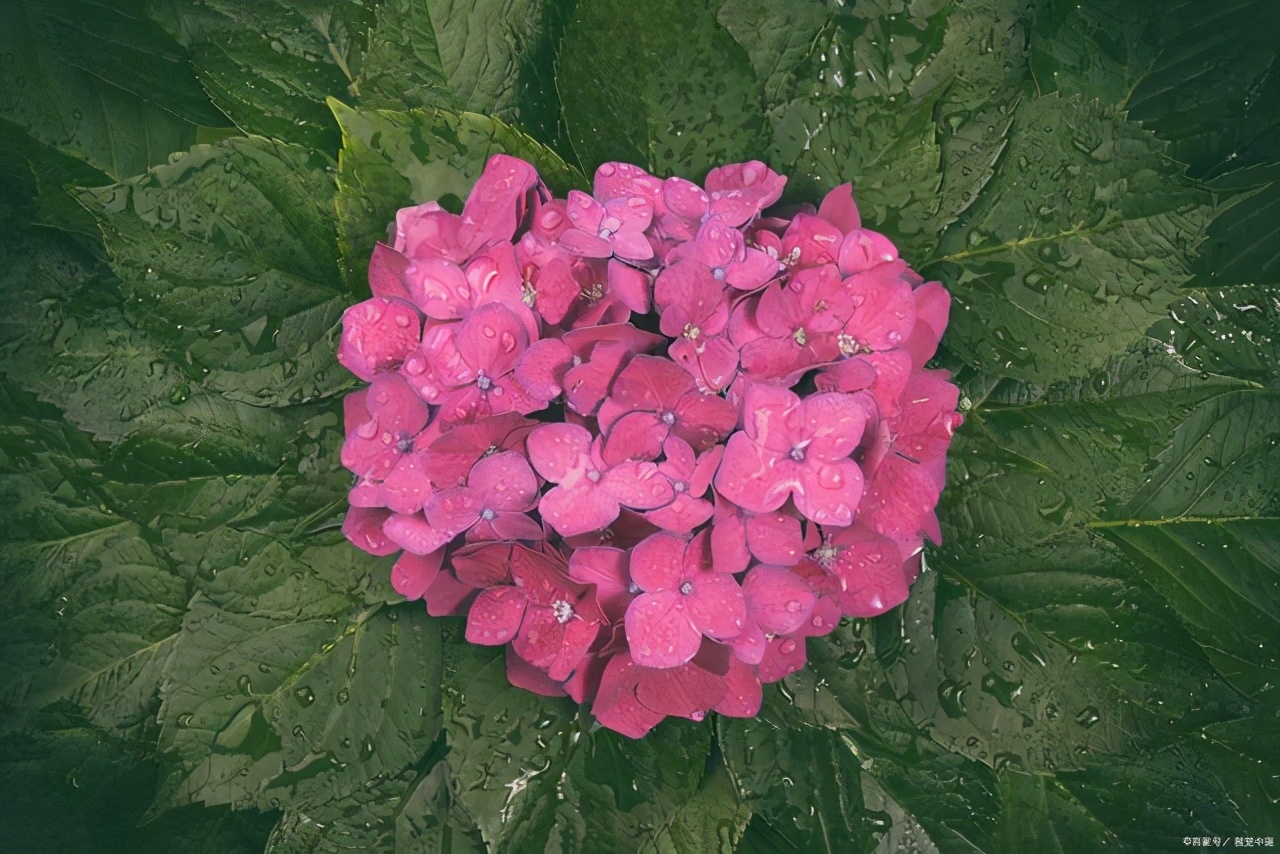 绣球花叶子发黄是怎么回事,绣球花施肥后生长停滞叶片发黄