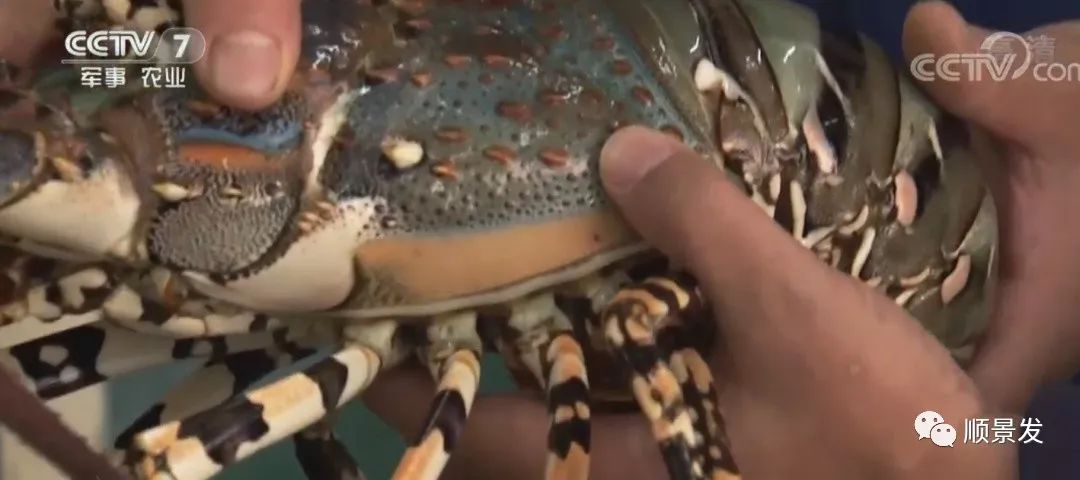 今年进口海鲜市场价格,进口海鲜市场