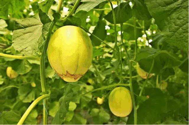 v眼看常州,漕湖生态