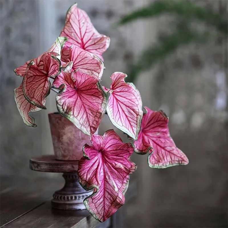 适合养在家里不用晒太阳的花,室内养什么花好养不怕太阳晒