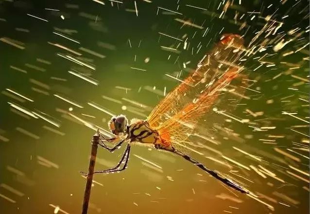 每个生命都值得被虐待,任何生命都不该被虐待