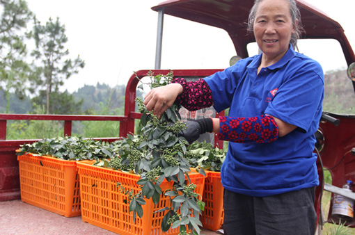 大叔收集废品变废为宝,重庆大叔创业