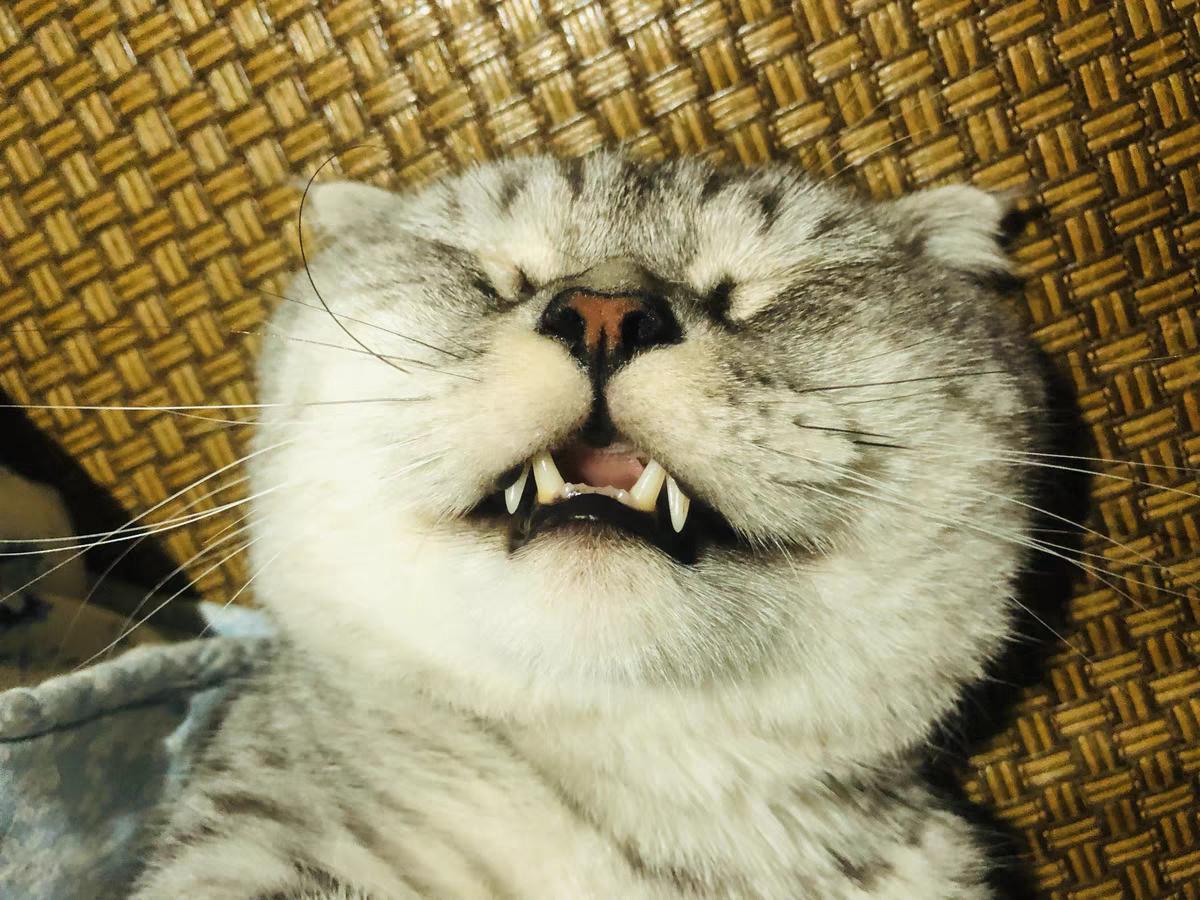 猫咪怎么判断是牙齿的问题,猫咪牙齿问题嘴巴臭