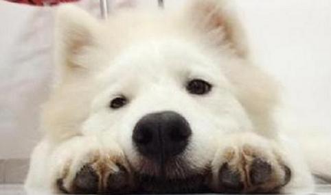 喜欢萨摩耶的人,喜欢萨摩耶的人是什么性格