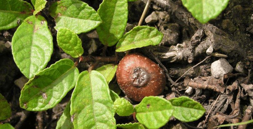 人称“地石榴”,儿时常挖来吃,如今20元一斤,又是炒作吗?