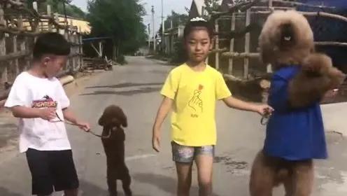 泰迪老是拱屁股怎么回事,泰迪头拱地脚刨地为什么