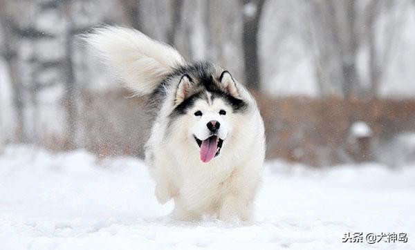 犬科叫兽阿拉斯加雪橇犬,阿拉斯加半岛有阿拉斯加雪橇犬