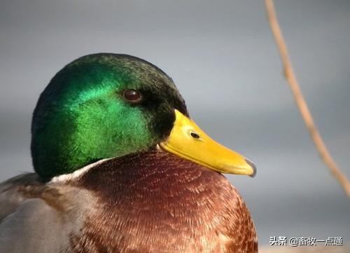 鸭流感会大面积的爆发吗,鸭禽流感的症状和表现是什么