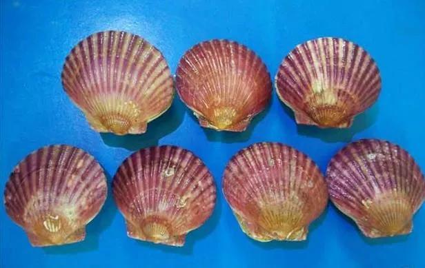 会跑路的扇贝你吃了吗,海鲜大咖活扇贝怎么处理干净