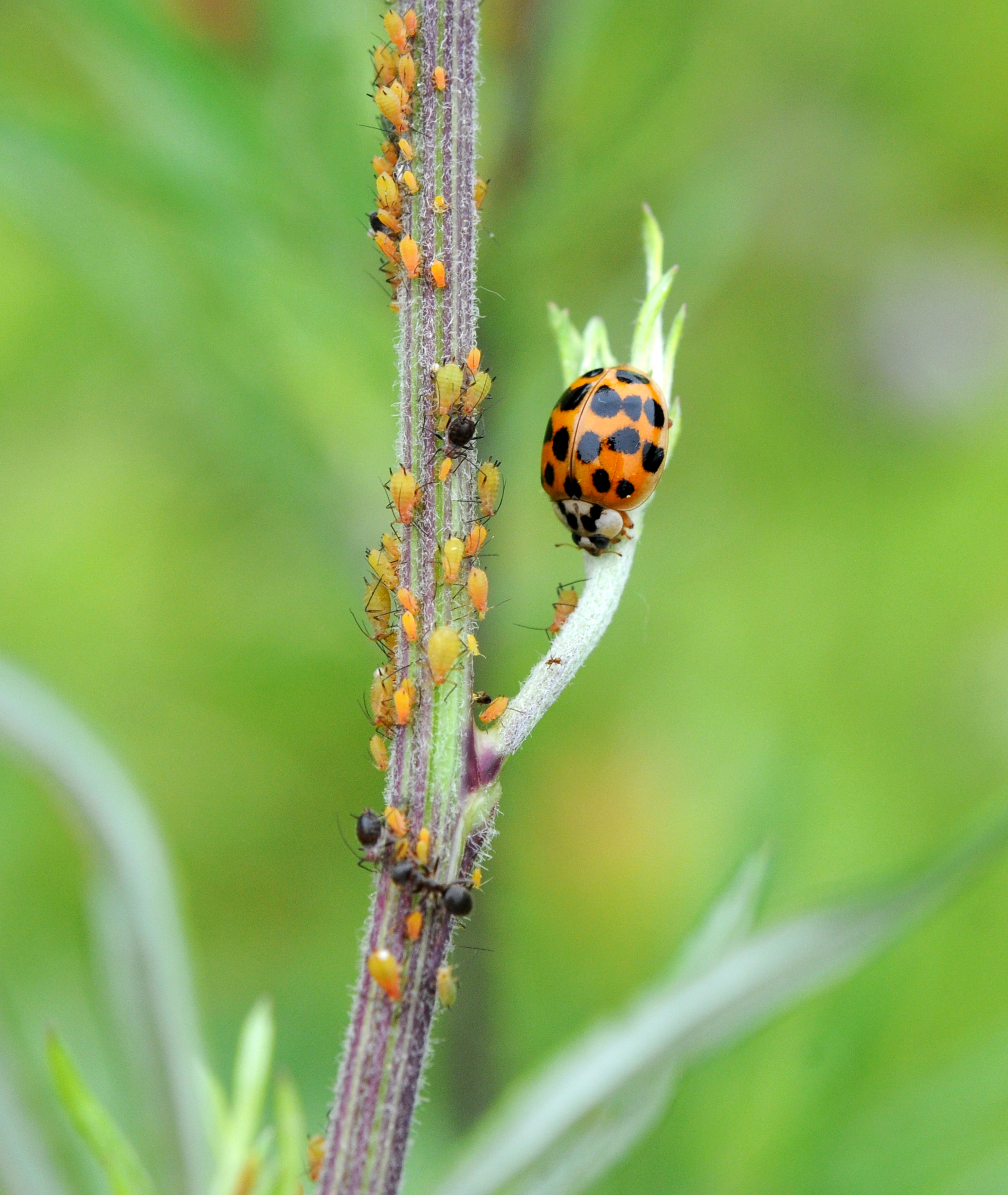 异色瓢虫和四星瓢虫,异色瓢虫与瓢虫的区别