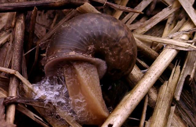 蜗牛危害花生大豆怎么防治,大豆怎么防蜗牛