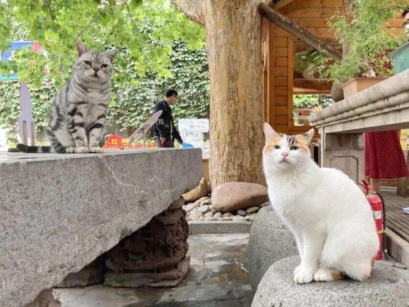 米麒麟：我掉缸怎么了？