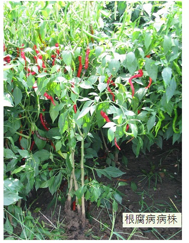 辣椒根腐病防治的最好菌剂,枯草芽孢杆菌治辣椒根腐病吗