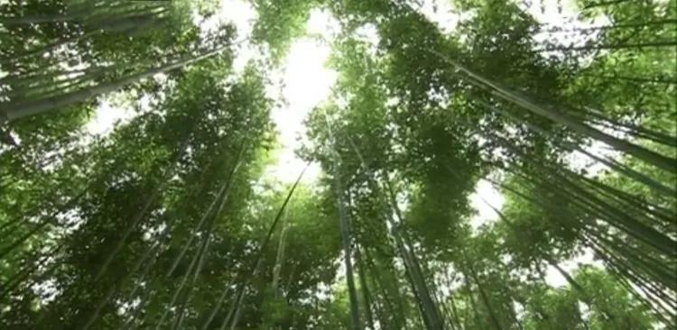 古镇小店一条街,四川清河古镇在哪里