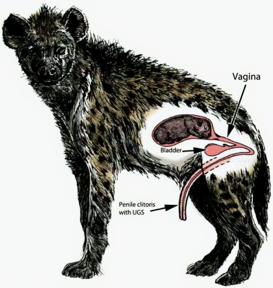 斑鬣狗一窝生几个,动物园看斑鬣狗