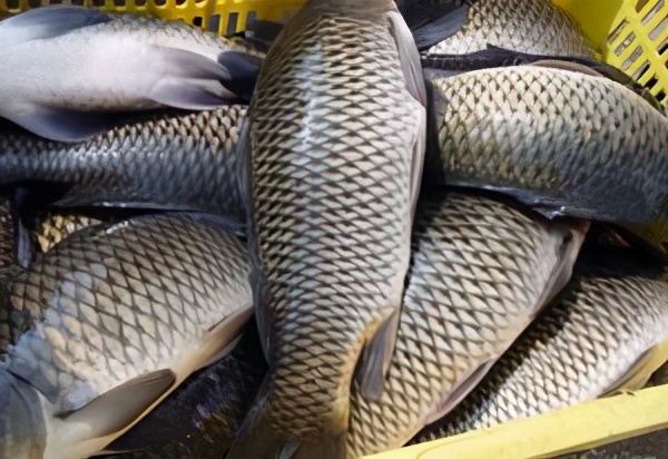 草鱼怎么养得好,草鱼怎么养才是正确的方法