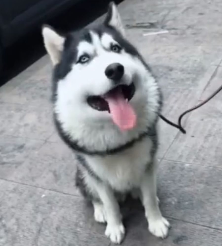 二哈碰到蜜蜂视频,被蜜蜂叮到二哈