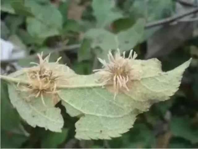 苹果锈病正在大面积发生，这样防治轻松搞定！