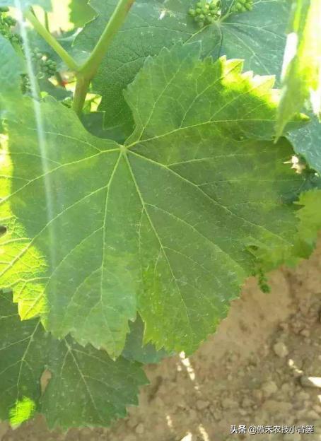 花卉绿植黄叶枯叶如何处理,花卉绿植黄叶原因是什么