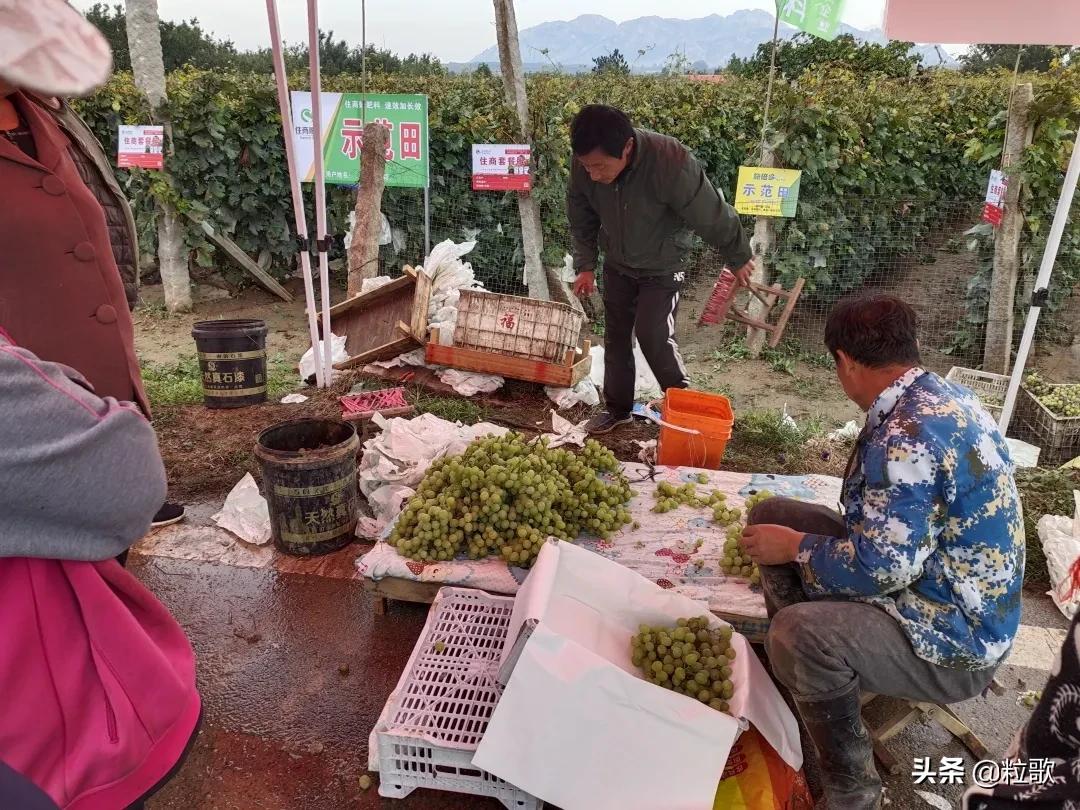 住商中农肥料怎么样,住商肥料助力精品农业